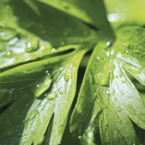 Lovage leaves