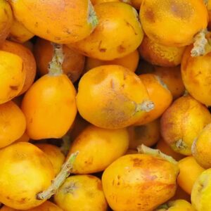 Marula