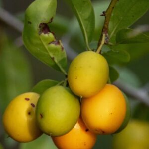 Ximenia