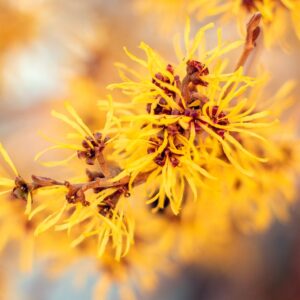 Witch hazel