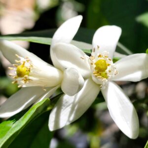 Orange blossom