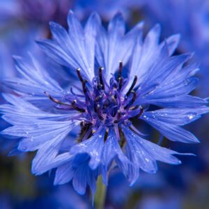 Cornflower