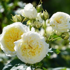 White Alba rose