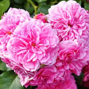Cabbage Rose