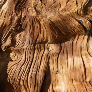 Indian sandalwood