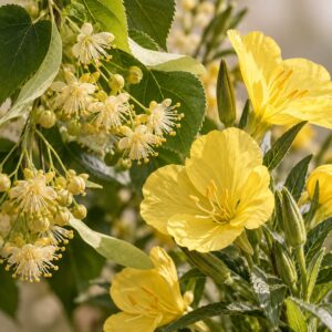 Linden x Evening Primrose (mix)