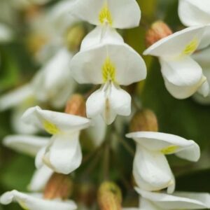 Acacia