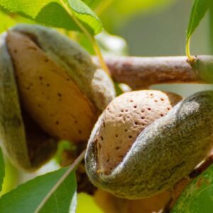 Almond kernel