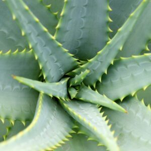 Aloe vera