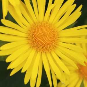 Arnica