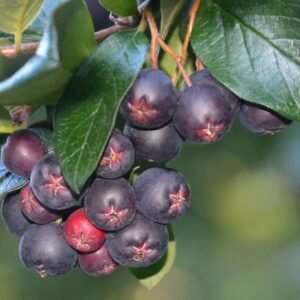 Aronia