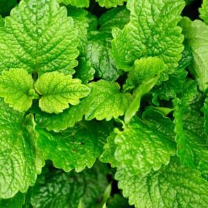 Balm leaf