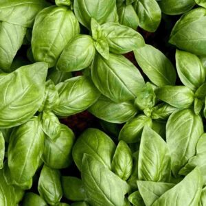 Basil
