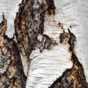 Birch bark