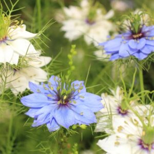 Black cumin