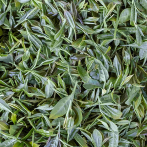 Black tea