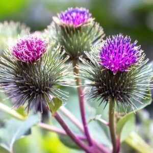 Burdock root