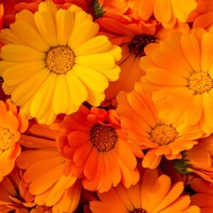 Calendula officinalis