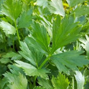 Celery