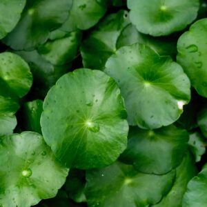 Centella