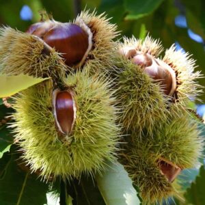 Chestnut