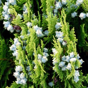 Cypress