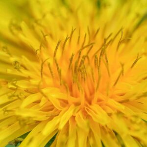 Dandelion