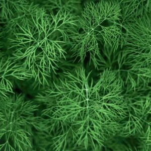 Dill seed