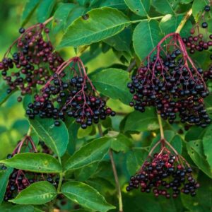 Elderberry