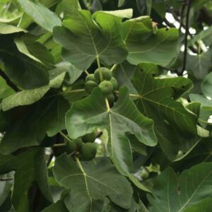 Fig