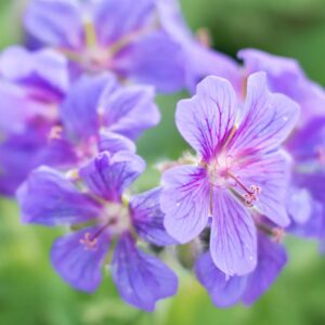 Geranium
