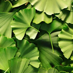 Ginkgo Biloba