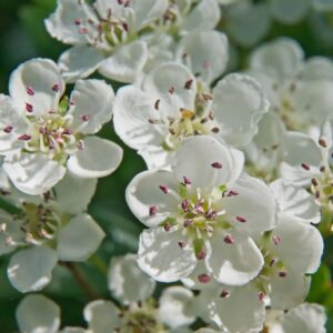 Hawthorn