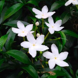 Jasmine