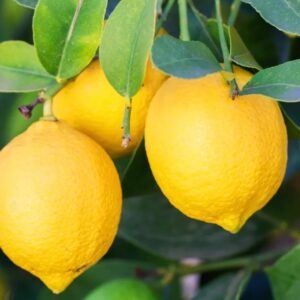 Lemon peel