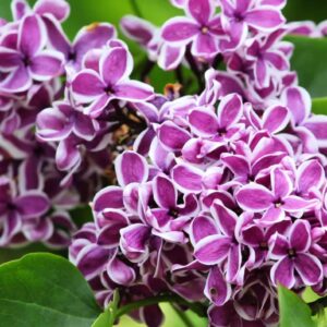Lilac