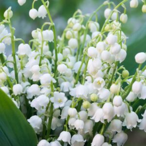Lily of the valley