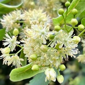 Linden blossom