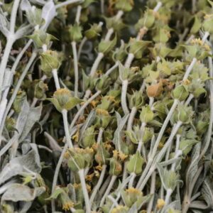 Mursal (Rice tea)