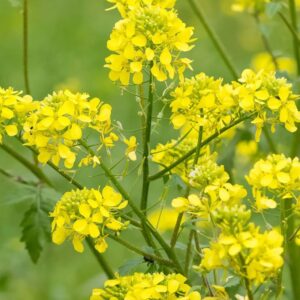 Mustard