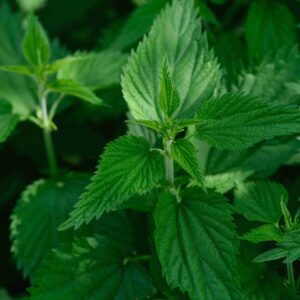 Nettle root
