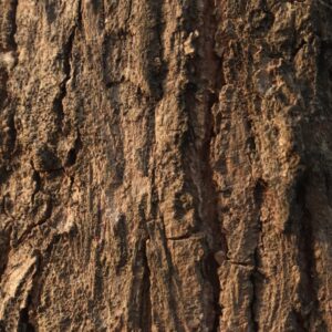 Oak bark