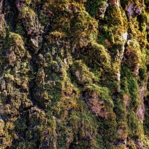Oak Moss