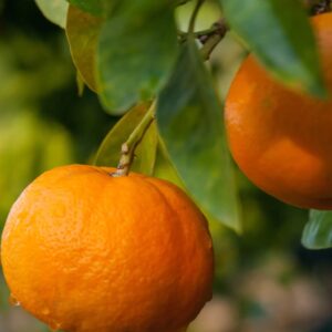 Orange peel