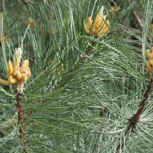 Pine