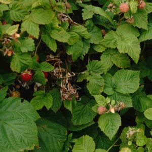 Raspberry leaf