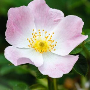 Rosehip