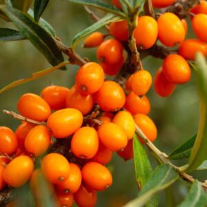 Sea buckthorn