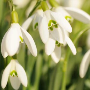 Snowdrop