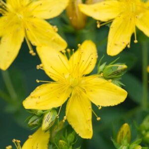 St. John's wort